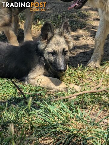 German Shepherd puppies for sale