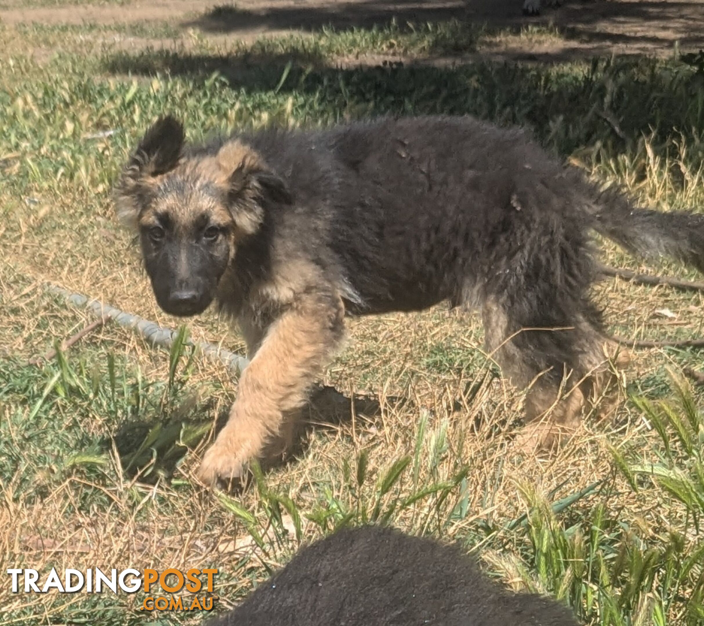 German Shepherd puppies for sale