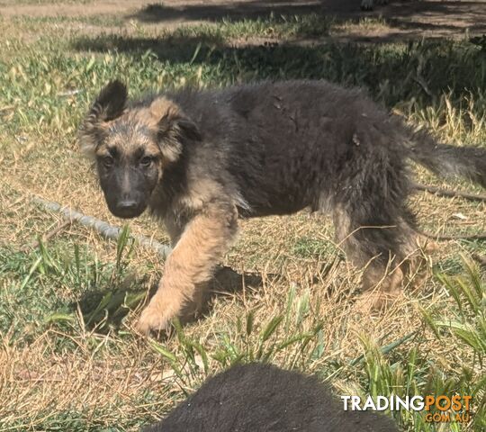 German Shepherd puppies for sale