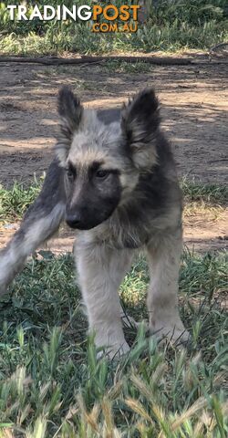 German Shepherd puppies for sale