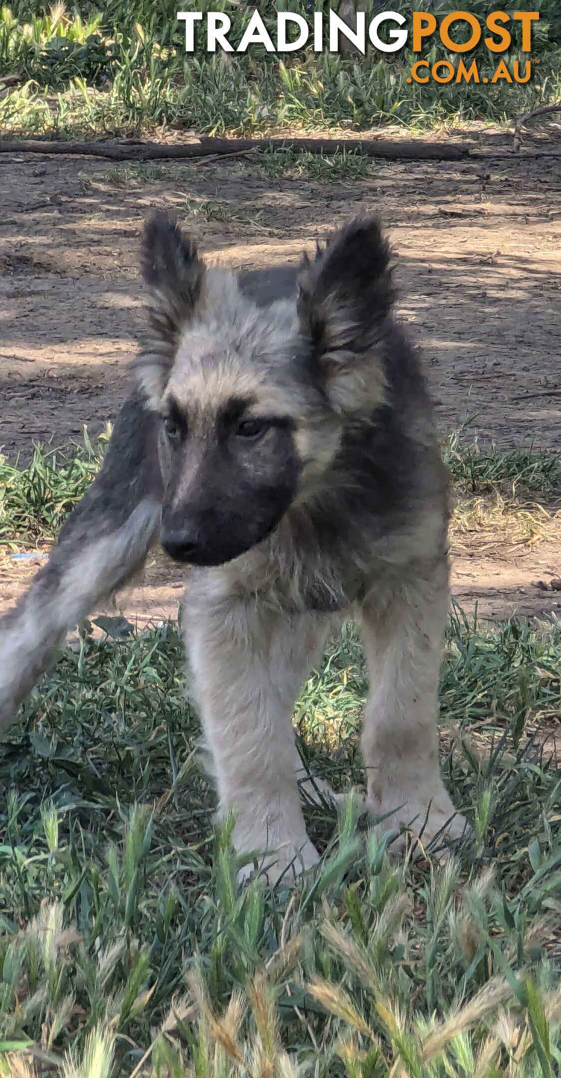 German Shepherd puppies for sale