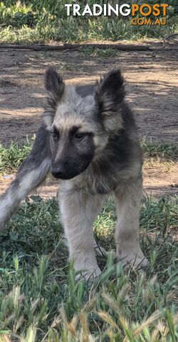 German Shepherd puppies for sale