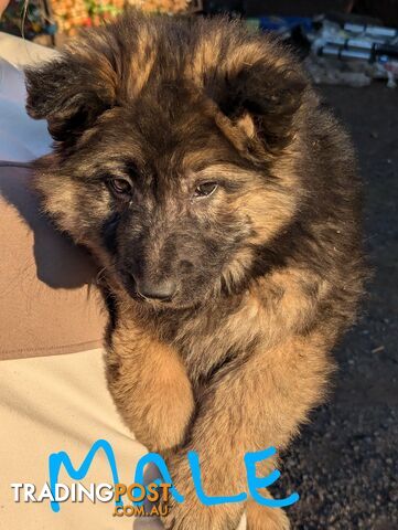 Pure Bred German Shepherd puppies for sale