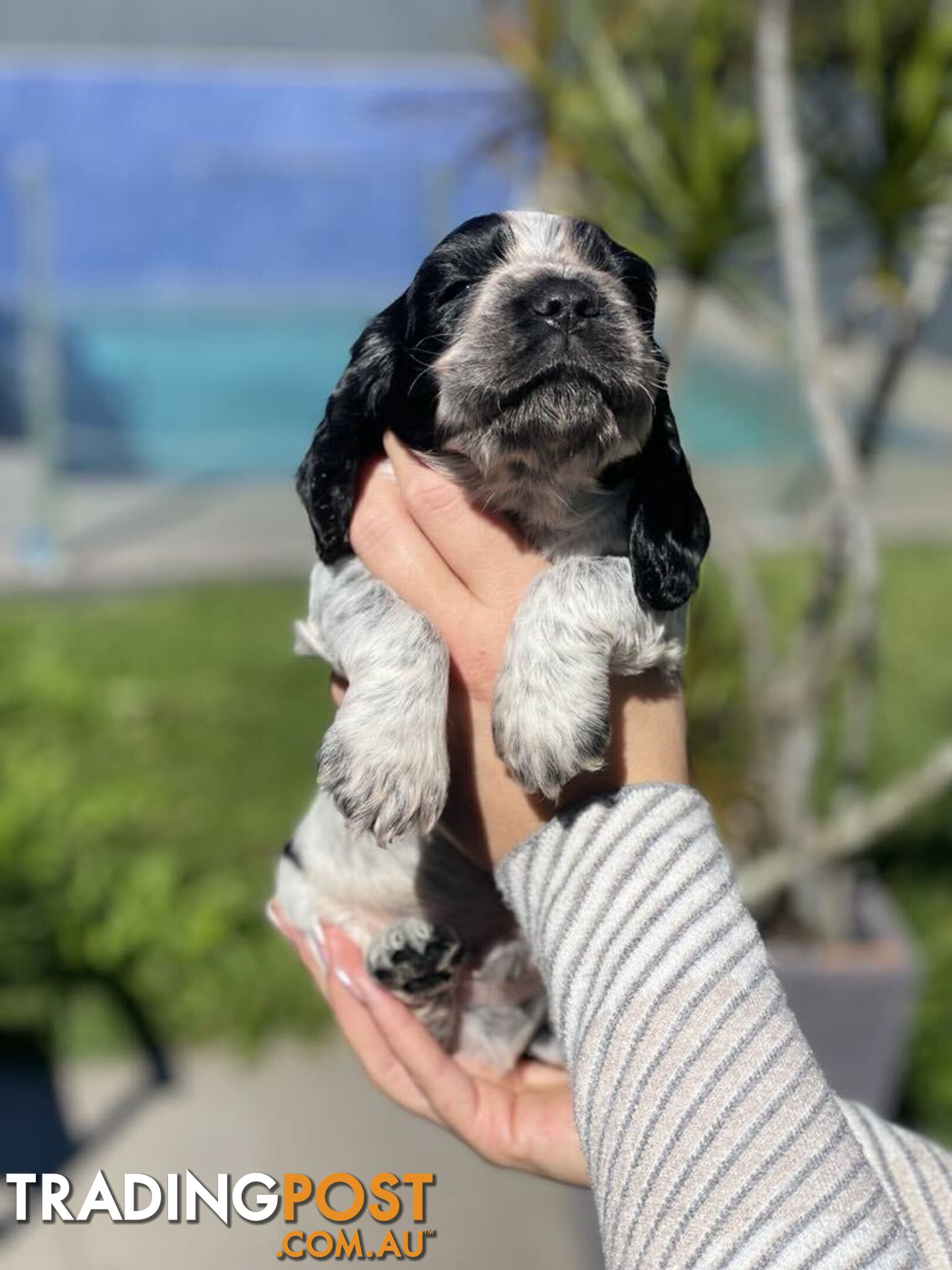 Cocker Spaniel Puppies for sale - champion bloodlines!!