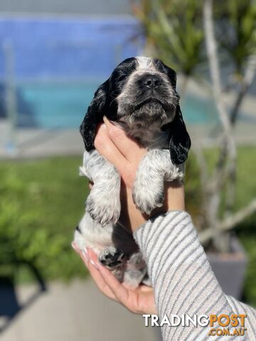 Cocker Spaniel Puppies for sale - champion bloodlines!!