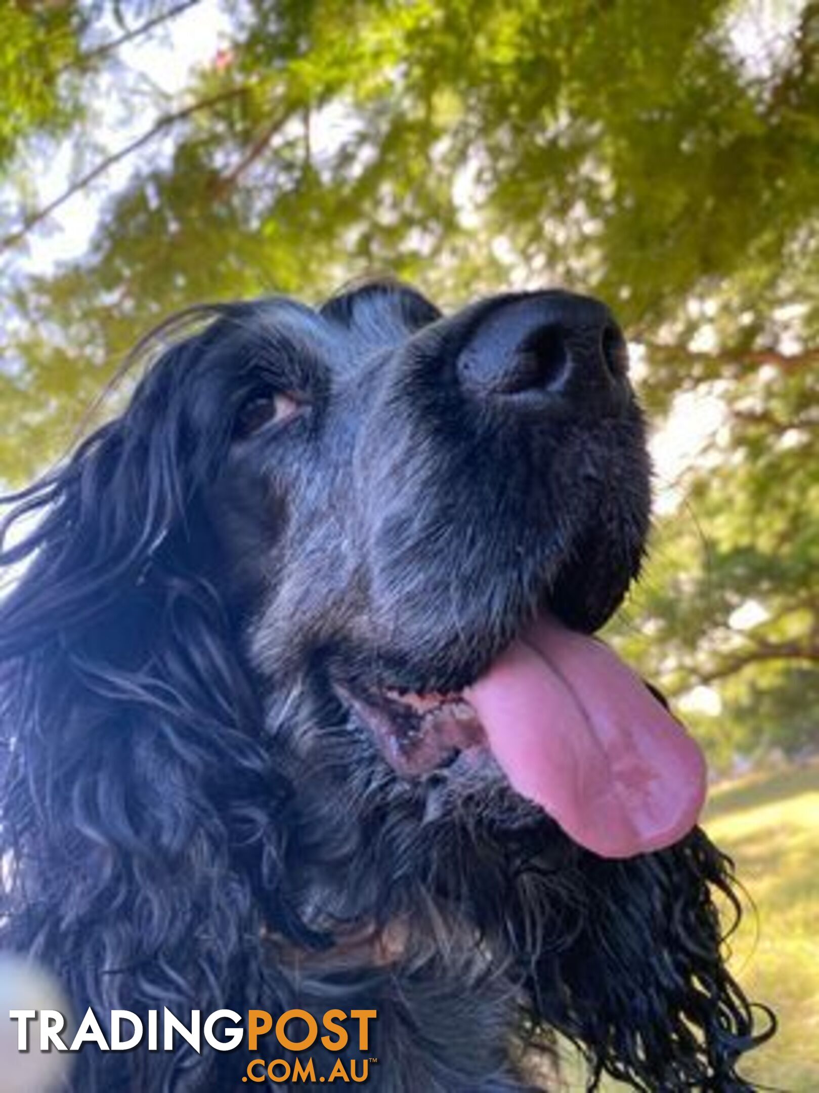 Cocker Spaniel Puppies for sale - champion bloodlines!!