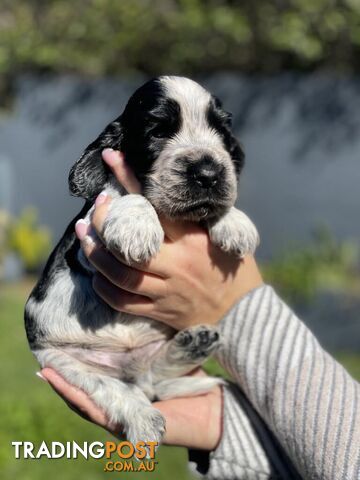 Cocker Spaniel Puppies for sale - champion bloodlines!!