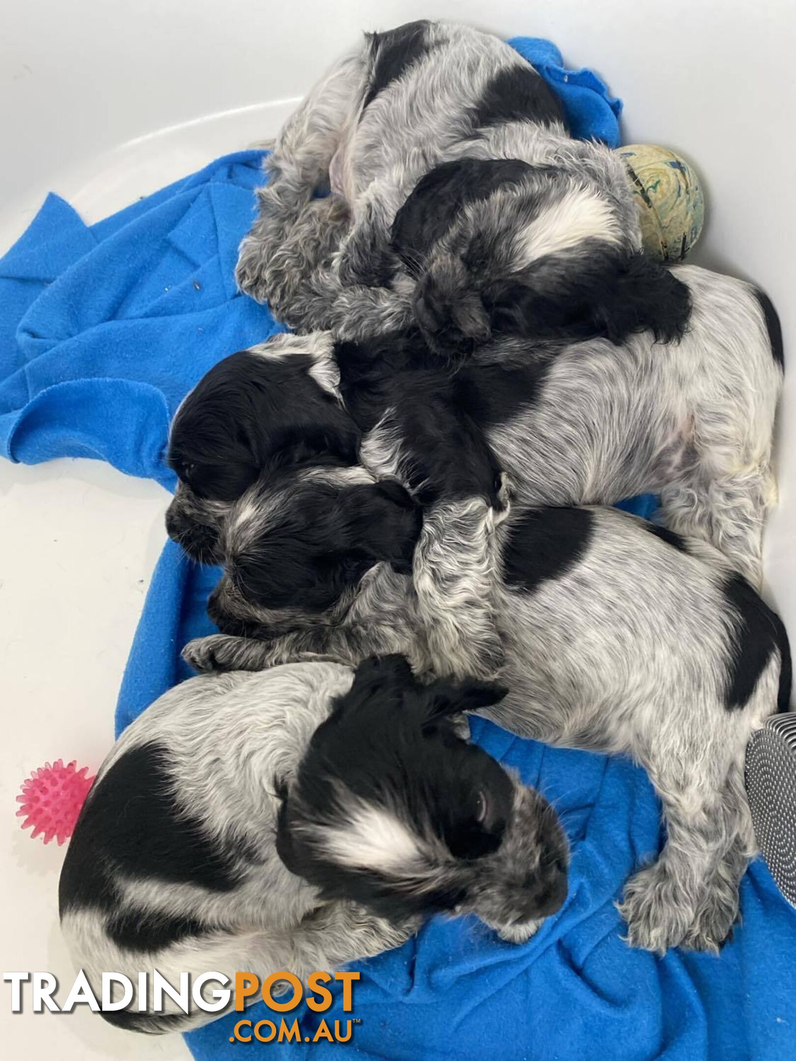 Cocker Spaniel Puppies for sale - champion bloodlines!!