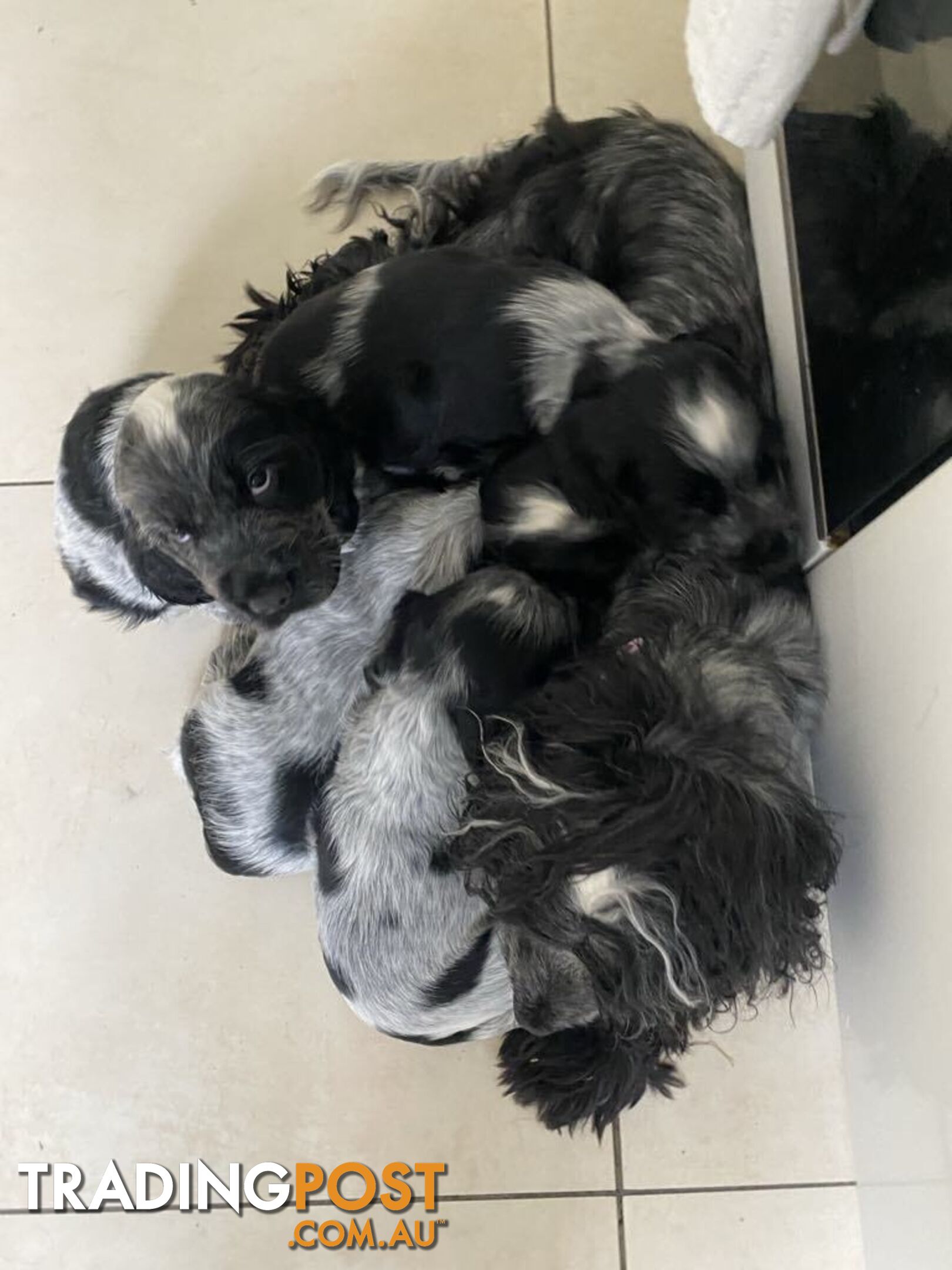 Cocker Spaniel Puppies for sale - champion bloodlines!!