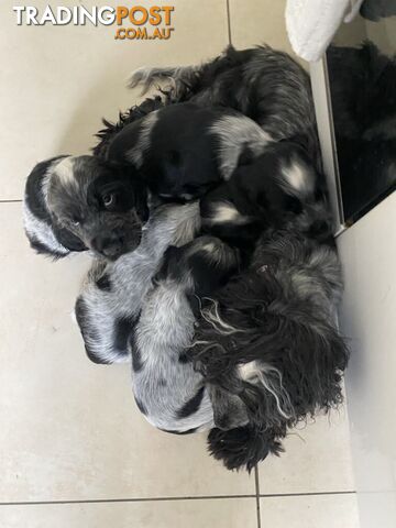 Cocker Spaniel Puppies for sale - champion bloodlines!!