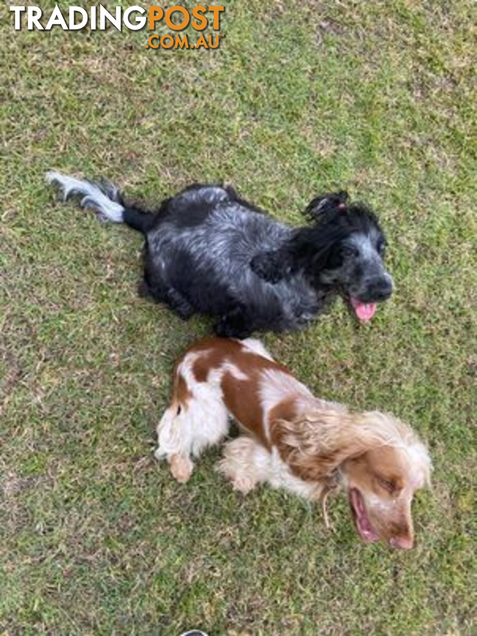 Cocker Spaniel Puppies for sale - champion bloodlines!!