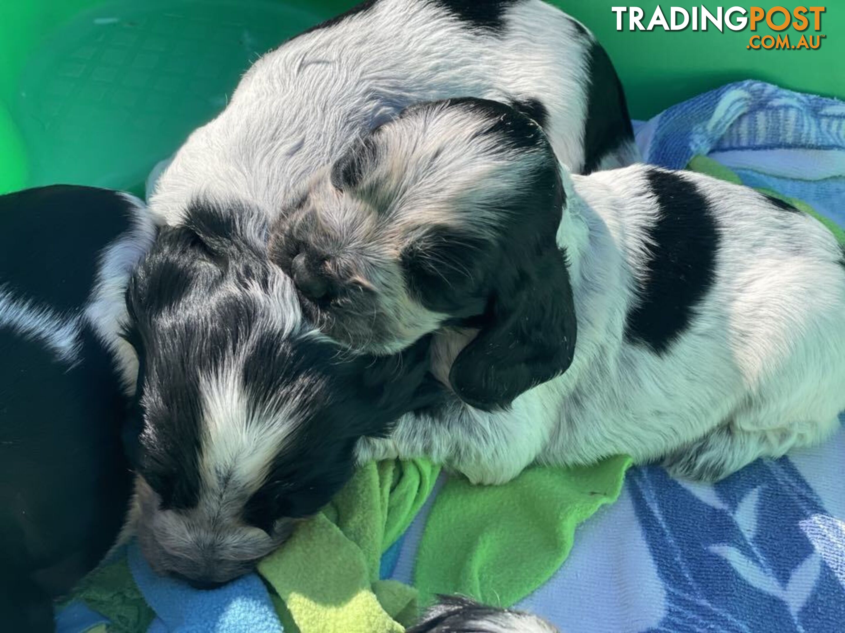 Cocker Spaniel Puppies for sale - champion bloodlines!!