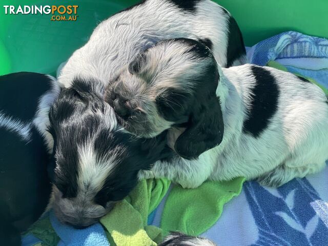 Cocker Spaniel Puppies for sale - champion bloodlines!!