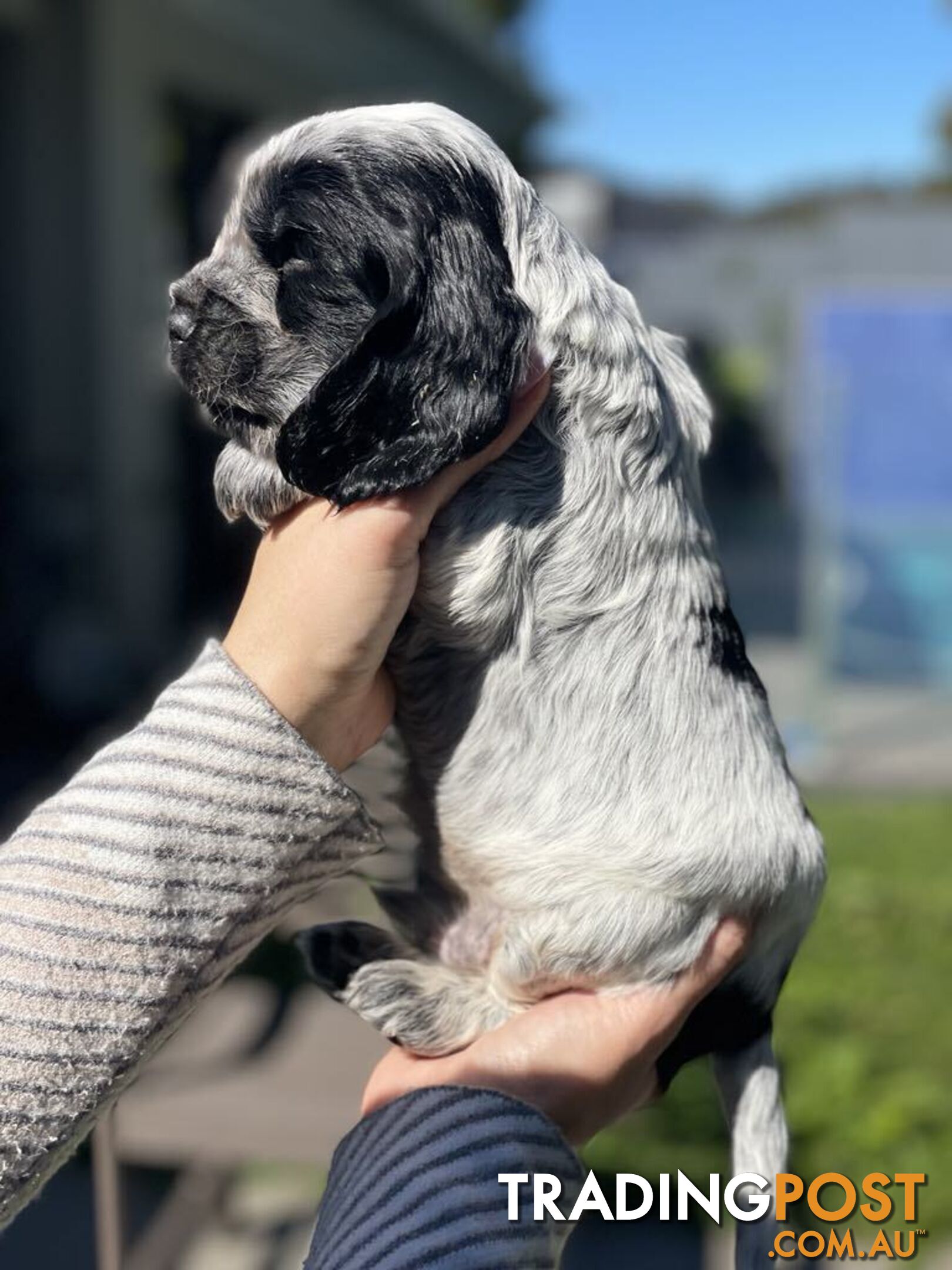 Cocker Spaniel Puppies for sale - champion bloodlines!!