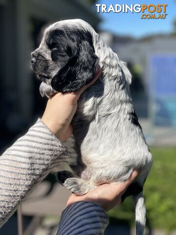 Cocker Spaniel Puppies for sale - champion bloodlines!!