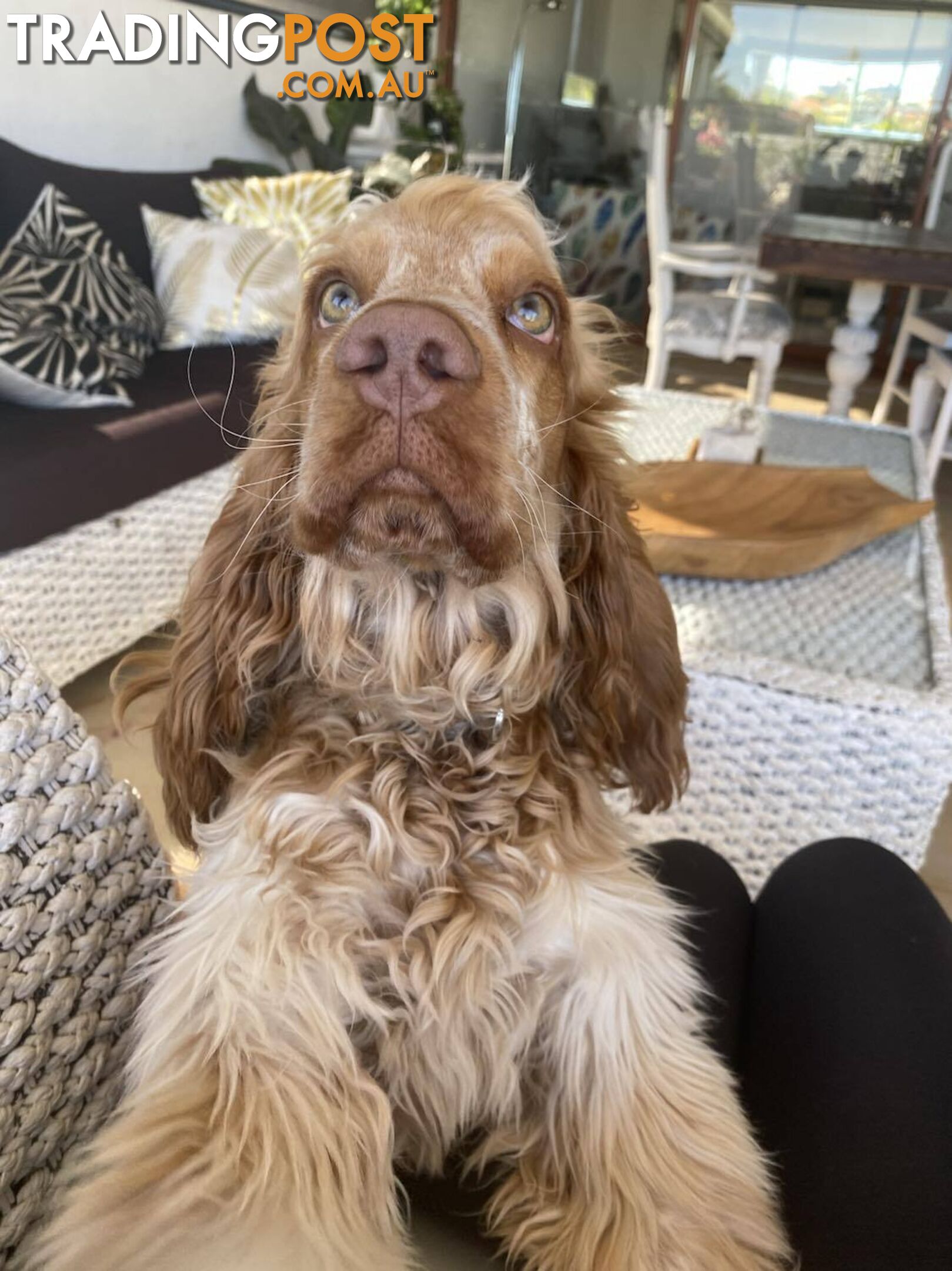 Cocker Spaniel Puppies for sale - champion bloodlines!!