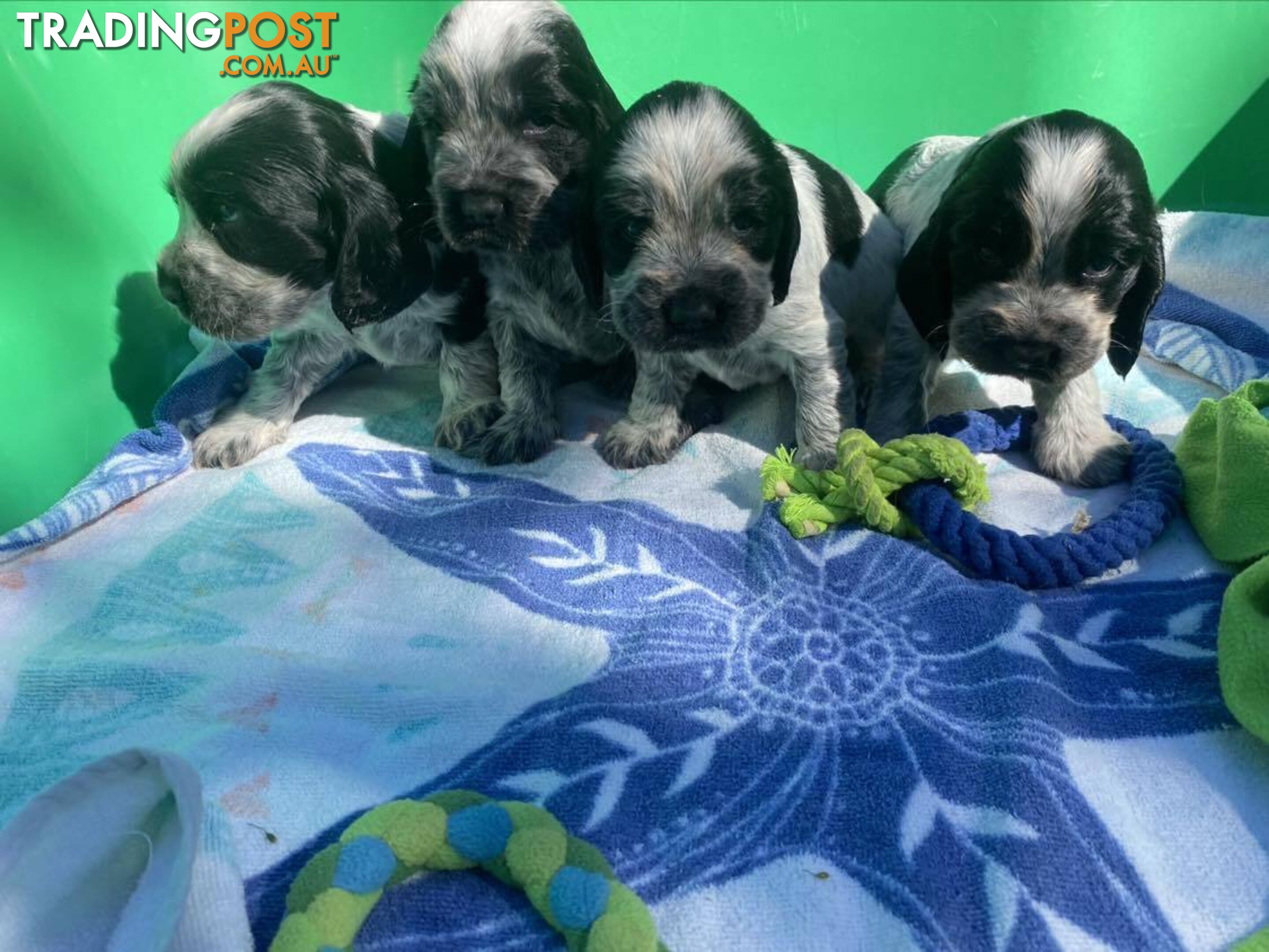 Cocker Spaniel Puppies for sale - champion bloodlines!!