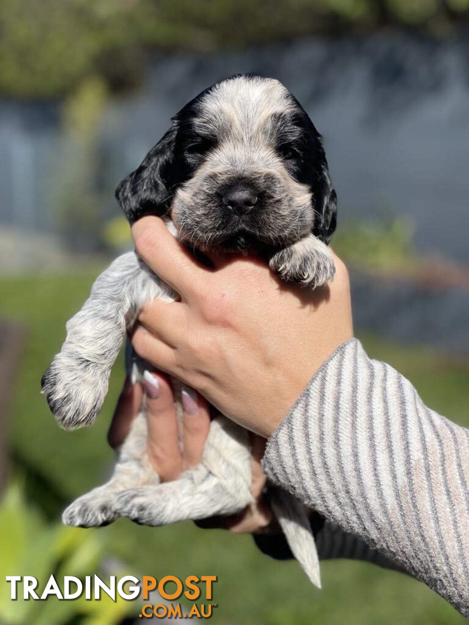 Cocker Spaniel Puppies for sale - champion bloodlines!!