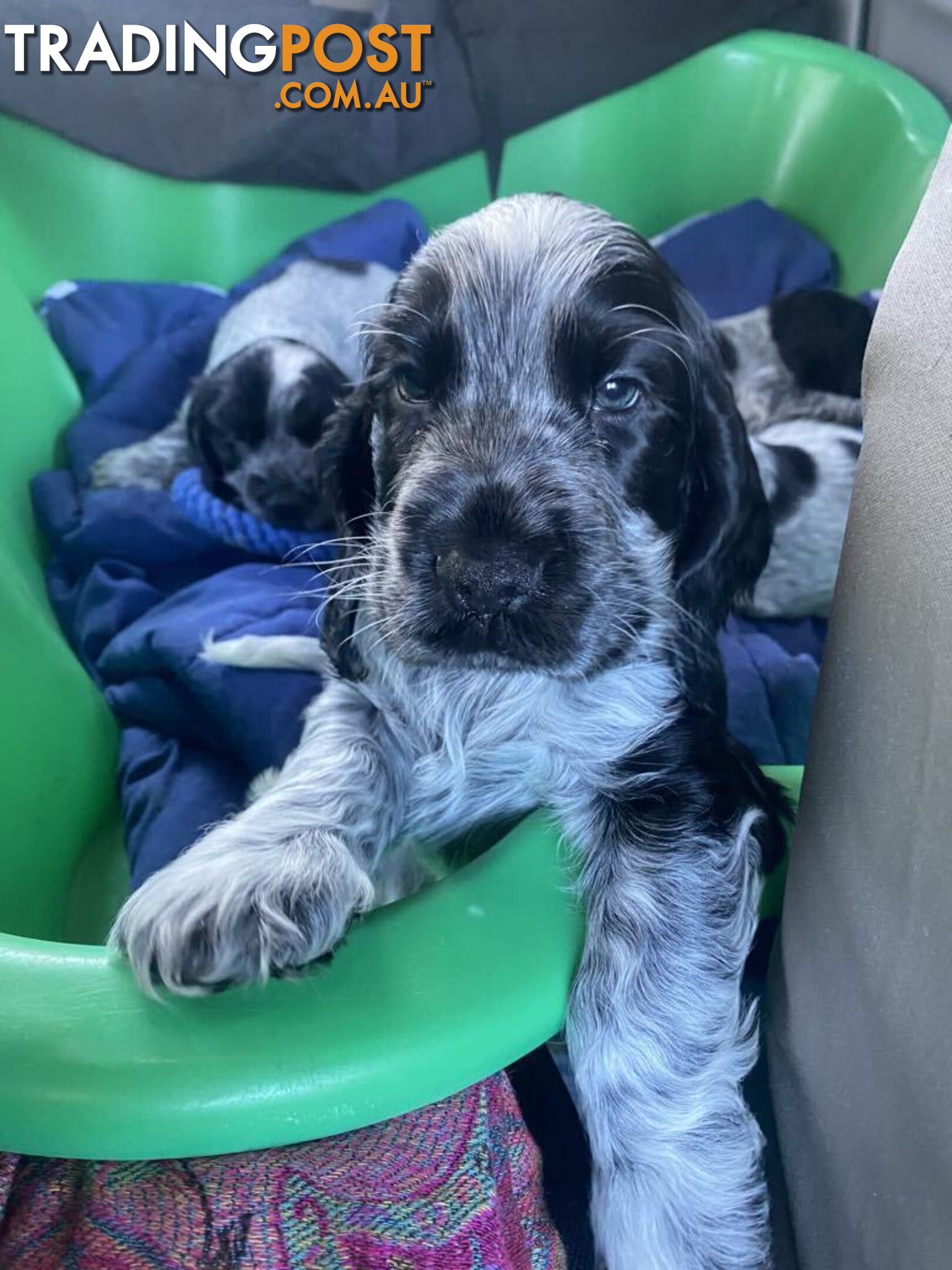 Cocker Spaniel Puppies for sale - champion bloodlines!!