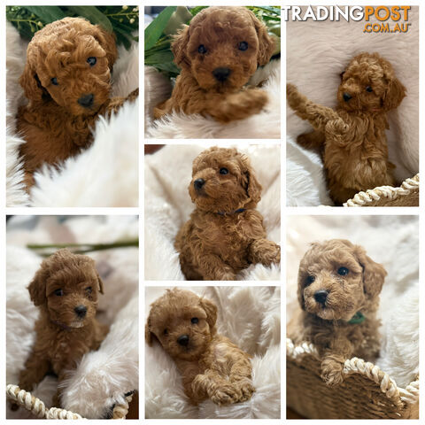 Toy Poodle Puppies - Purebred