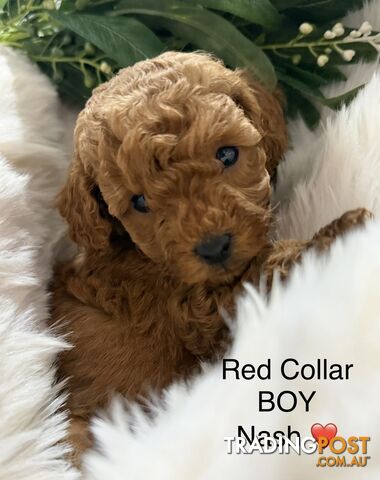 Toy Poodle Puppies - Purebred