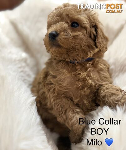 Toy Poodle Puppies - Purebred