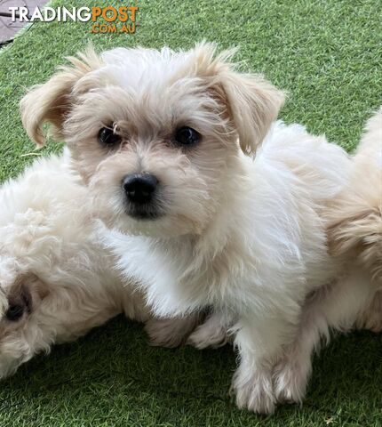 Maltese Cross Terrier pups