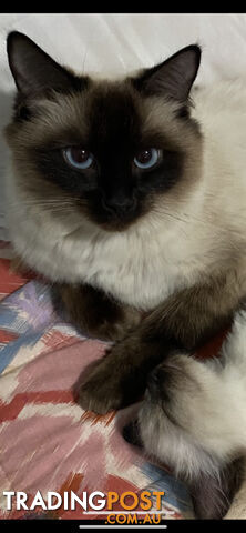 Ragdoll kittens bluepoint and chocolate (purebred)