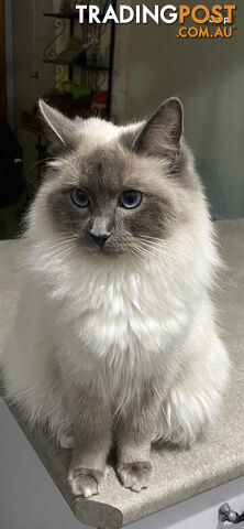 Ragdoll kittens bluepoint and chocolate (purebred)