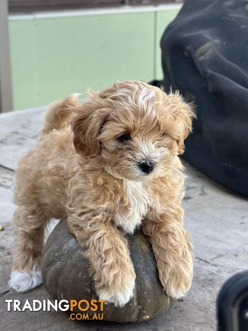 Gorgeous Maltipoo Puppy - 7 weeks old