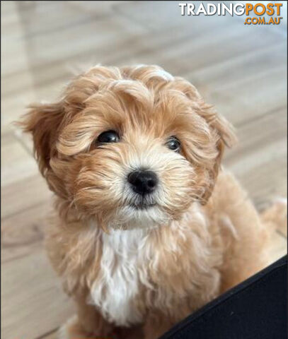 First Generation Maltipoo/ Moodle Puppy - 8 weeks old