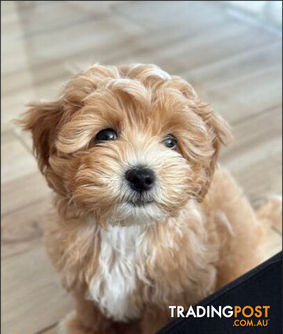 First Generation Maltipoo/ Moodle Puppy - 8 weeks old