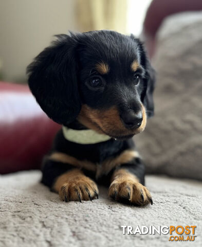 Purebred Mini Dachshunds