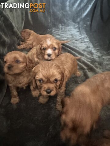 Kings Charles Cavalier Puppies