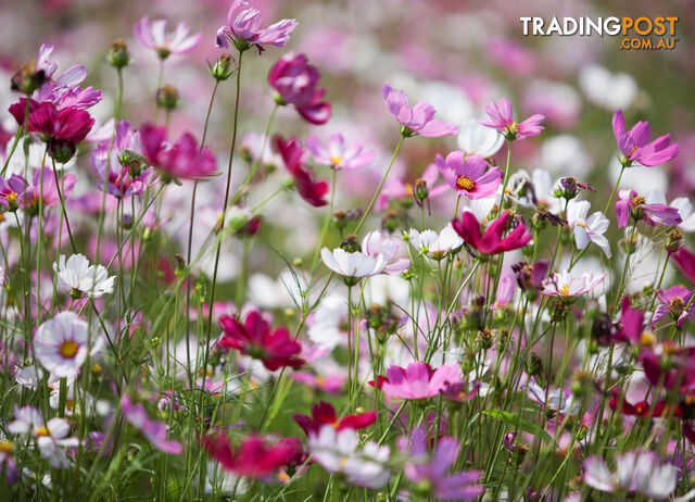 An Agreeable Amount of Mixed Color Cosmos Seeds.