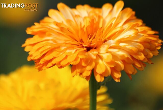 150+Seeds Calendula Flowers Pacific Beauty Mix Heirloom Lovely