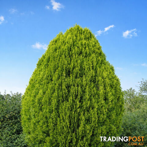 50 Book pine tree seeds. We the growers. Organic Nice trees. Free seeds if need