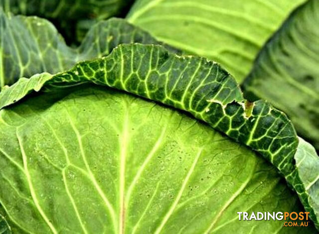 400 Seeds Heirloom Sugarloaf Cabbages Get what Grows Great Gabbage