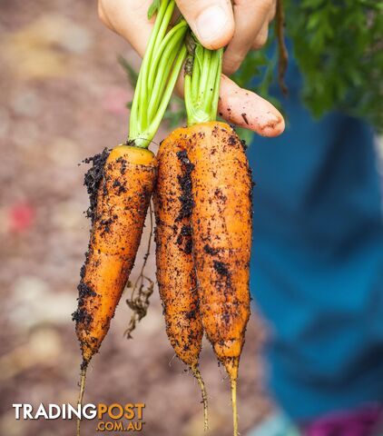 1000+ Seeds Heirloom All Year Around Carrots Get what Grows