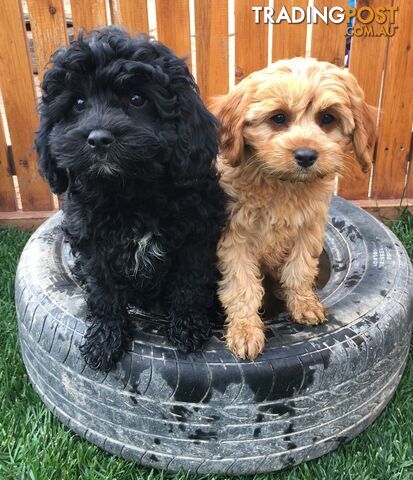 1st Generation Cavoodle Puppies.  Cavalier King Charles X Toy Poodle