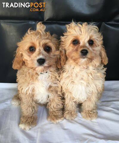 First Generation Male Toy Cavoodle Puppies, Cavalier King Charles X Toy Poodle