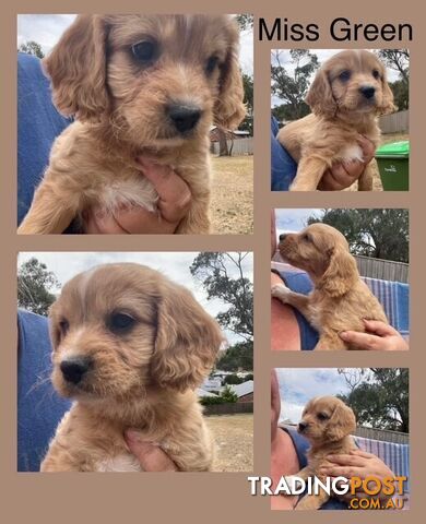 Minature Cavoodle Puppies