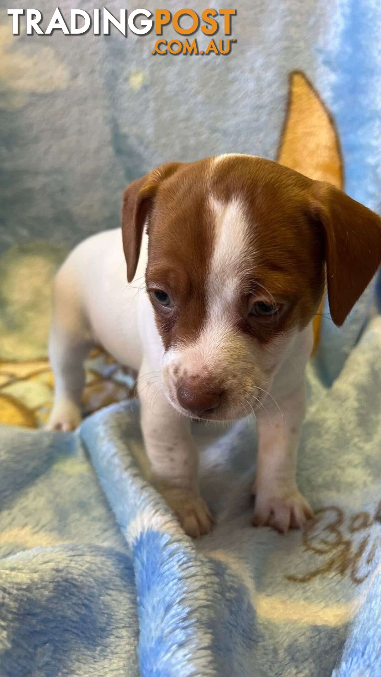 Jack Russell Puppies