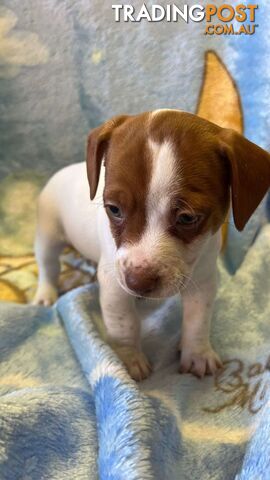 Jack Russell Puppies