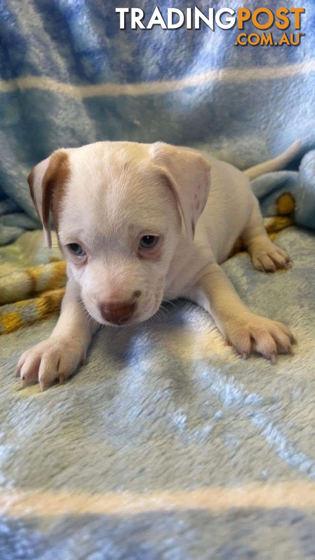 Jack Russell Puppies