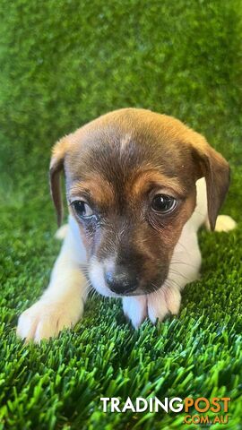 Jack Russell Puppies