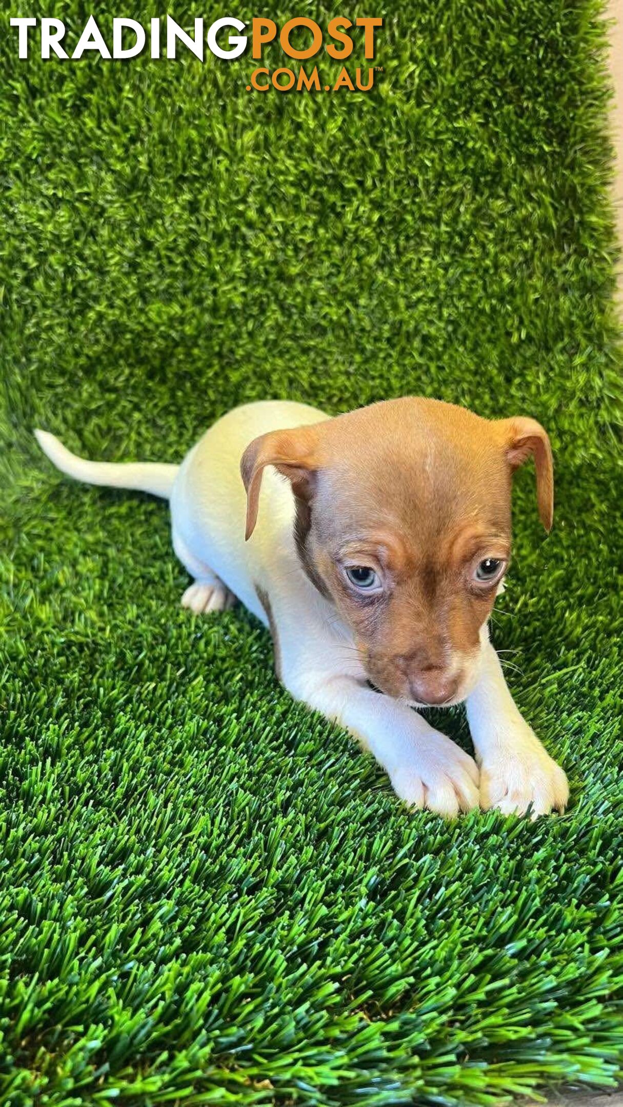 Jack Russell Puppies