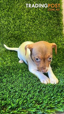 Jack Russell Puppies