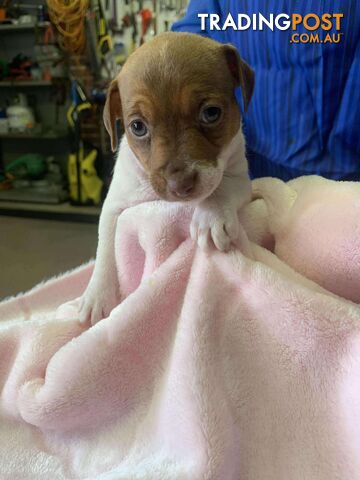 Jack Russell Puppies