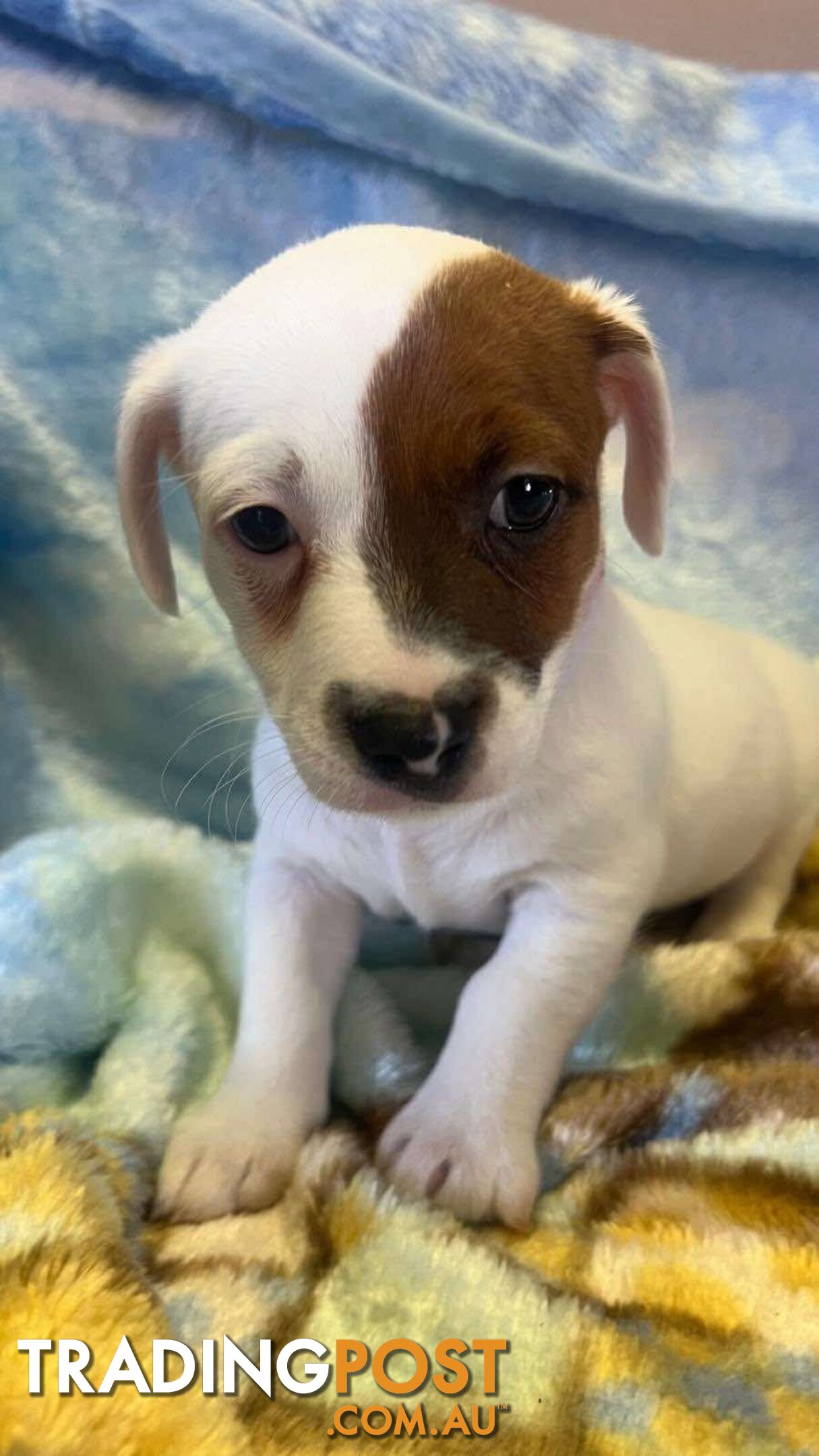 Jack Russell Puppies